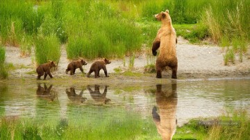 De Photos réalistes œuvres - Bear famille près de la rivière au printemps peinture à partir de Photos à Art